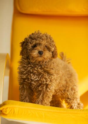 「大阪でペットを安心して移動させるタクシーサービスの選び方とポイント」